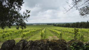 FoodTech & Smart Wine | TECHLAW FoodTech & Smart Wine | TECHLAW