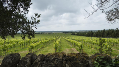 FoodTech & Smart Wine | TECHLAW FoodTech & Smart Wine | TECHLAW