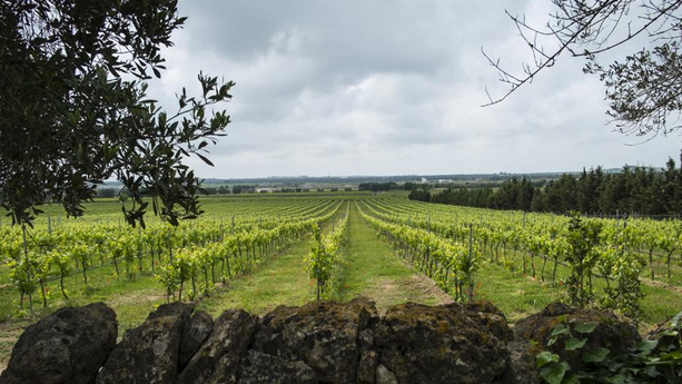 FoodTech & Smart Wine | TECHLAW